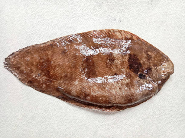 istock Sole fish, flatfish. Fresh sole fish. Sole fish on a white background. 1630735133