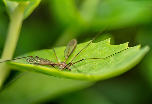 Crane-fly on the green leaf, extremely close-up shot