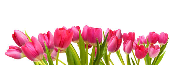 istock Colorful tulip flowers  isolated on white 1630735269