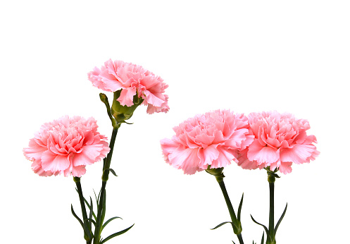 Collection carnation flowers on white background