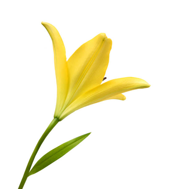 istock Yellow Lily flower isolated on a white background 1630735939