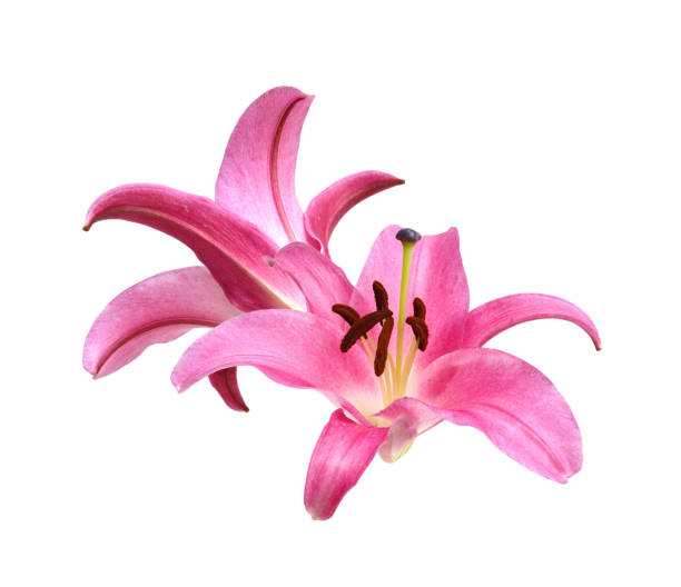 istock Pink Lily flower isolated on a white background 1630735964