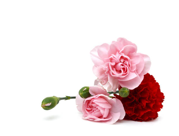 istock Collection carnation flowers on white background 1630735966