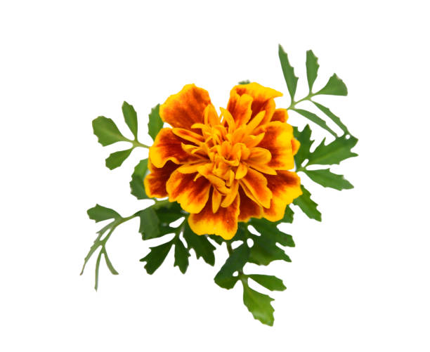 istock Fresh marigold flowers isolated on white background 1630735967