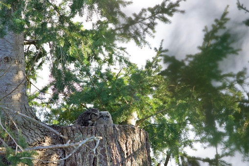Mother Great Horned Owl mother grooms her owlet as they sit on hollow topped Douglas Fir tree, Victoria, British Columbia