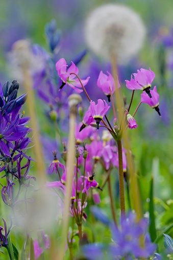 Shooting stars ,Camas flowers, and Dandelion seed heads shown up close in a meadow, Playfair Park, Victoria, British Columbia