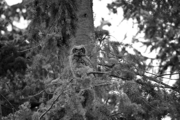 black and white of fledgling great horned owl that has just left its nest, sitting on tree branch - great white owl imagens e fotografias de stock