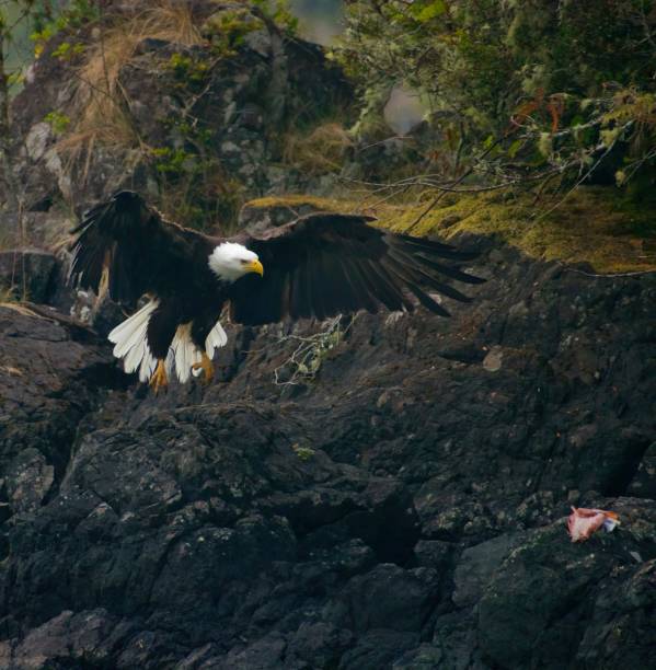 Adult Bald Eagle swoops in, wings spread, to grab a fish carcass from rocks in Nuchtlitz Provincial Park, Nootka Island, British Columbia