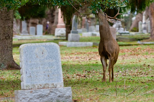 Black-tailed deer buck stretches to browse on holly leaves in cemetery, Ross Bay Cemetery, Victoria, British Columbia