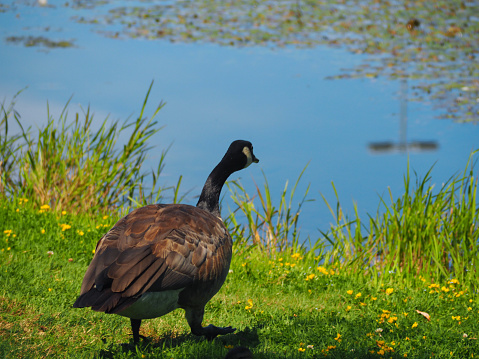 A single Canada goose walks toward the water of a lake. Yellow flowers line the banks of the bright blue lake.