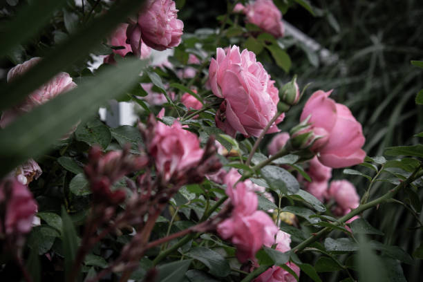 pink roses, summer, blooming, side view