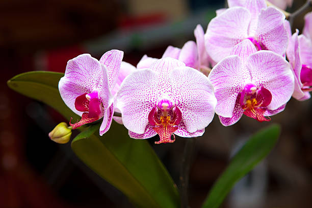 istock branch of orchids 163074407