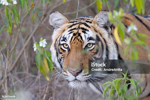 Bengal Tiger Stock Photo - Download Image Now - Bengal Tiger, Close To, India