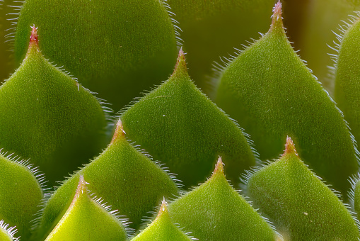 Close-up of tiny parts of a succulent plant