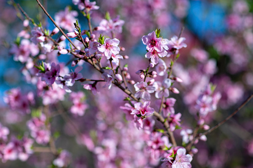 The peach blossoms are purple in color and beautiful.