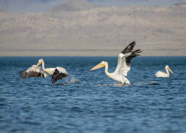 istock American white pelicans flying 1630757042