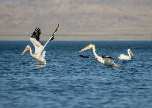 istock American white pelicans flying 1630757043