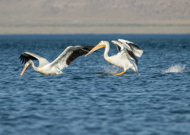 istock American white pelicans flying 1630757045
