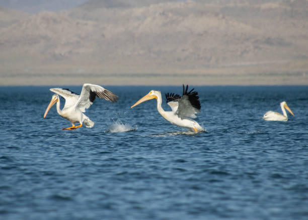 istock American white pelicans flying 1630757050