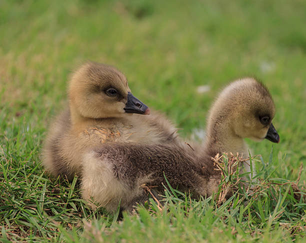 istock young goslings sleep together in the grass 163075797