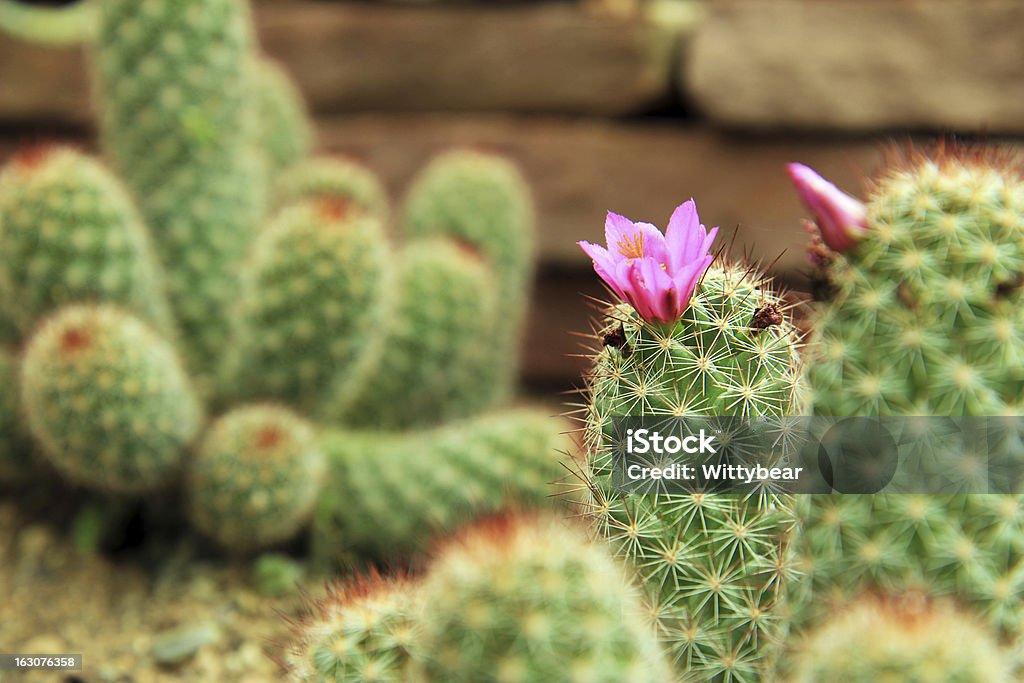 Цветок кактуса - Стоковые фото Без людей роялти-фри