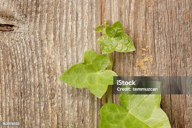 Ivy Stockfoto und mehr Bilder von Abstrakt - Abstrakt, Alt, Altertümlich