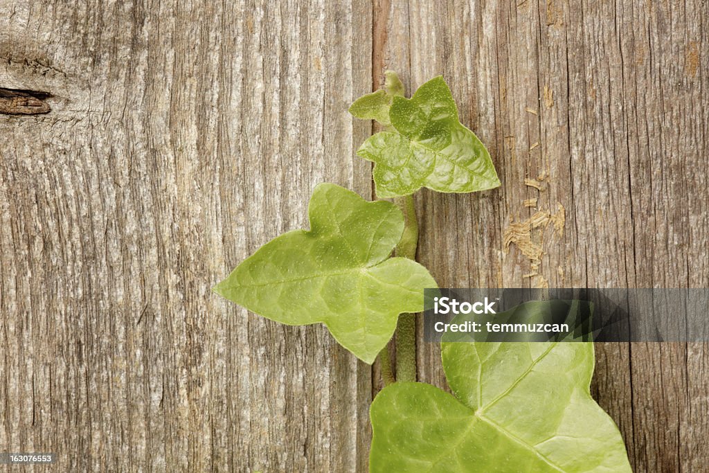 Ivy - つる草のロイヤリティフリーストックフォト