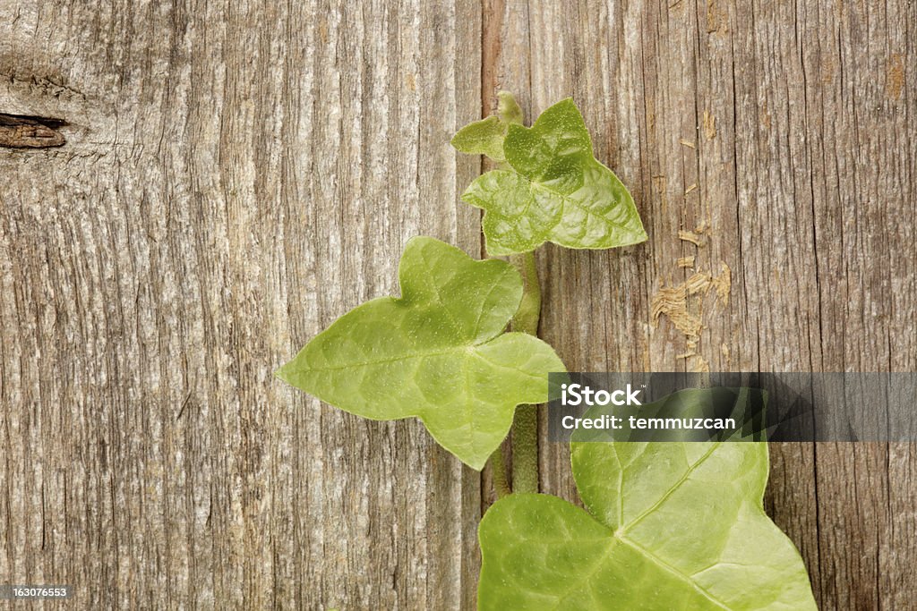 Ivy - Foto de stock de Abstrato royalty-free