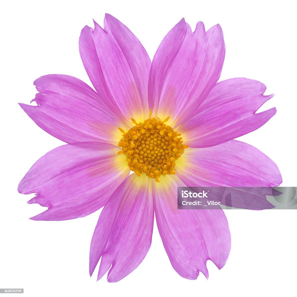 Dalia - Foto stock royalty-free di Dalia