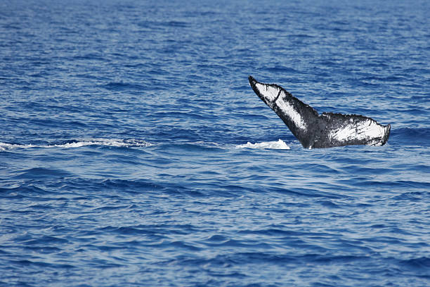 istock Abstract tail of Humpback Whale 163076828