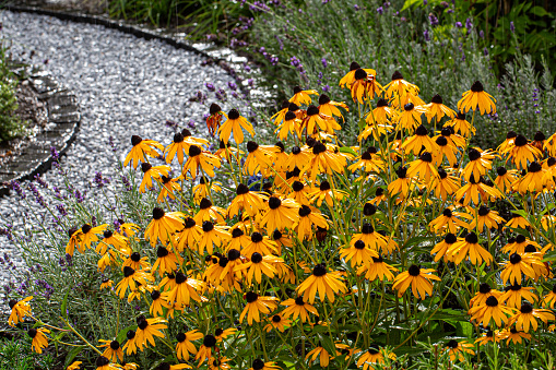 Yellow blossoms of black-eyed Susan (Rudbeckia) in full bloom with raindrops after a rain shower with a footpath in background