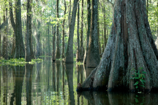 Huge Cypress tree soaks up the morning sun in a South Louisiana Swamp