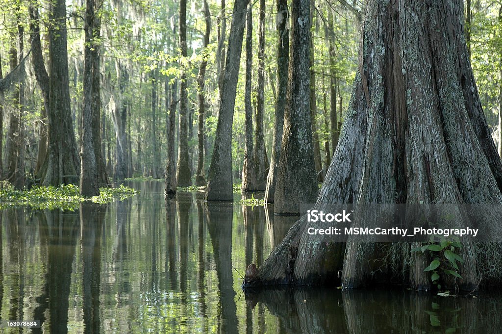 Morning In The Swamp Huge Cypress tree soaks up the morning sun in a South Louisiana Swamp Swamp Stock Photo