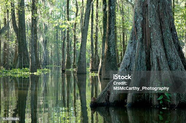 Morning In The Swamp Stock Photo - Download Image Now - Swamp, Louisiana, Cypress Tree