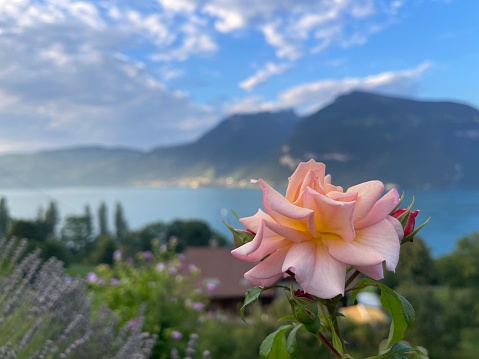 A pink rose in the foreground of a tranquil lake surrounded by majestic mountain peaks.