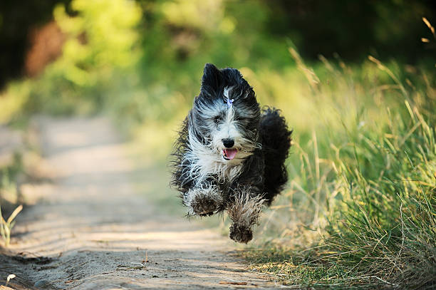 istock Bearded collie running on a dirt road 163081415