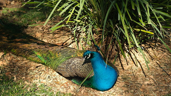 Peacocks in a open space garden.