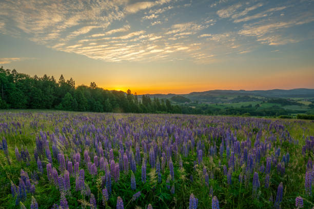 istock Flowering lupines on a mountain meadow during sunrise 1630823670