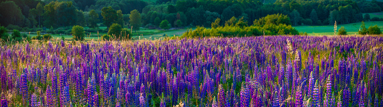 panorama of blooming lupines on a mountain meadow in the light of the rising sun
