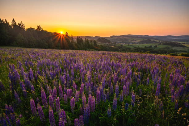 istock Flowering lupines on a mountain meadow during sunrise 1630824226