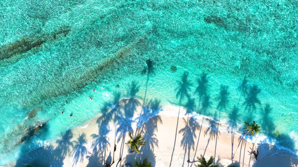 istock Summer palm tree  and Tropical beach with blue  sky background 1630835945