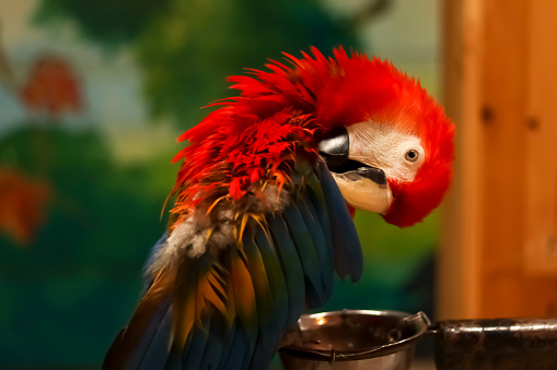 The macaw is a bird from the arini tribe which is a member of the Psittacidae family. Of the many members of the psittacidae, six are categorized as macaws namely: Ara, Anodorhynchus, Cyanopsitta, Primolius, Orthopsittaca, and Diopsittaca.