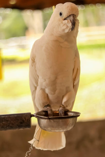 istock Close up shot of a beautiful white parrot perching. 1630849999