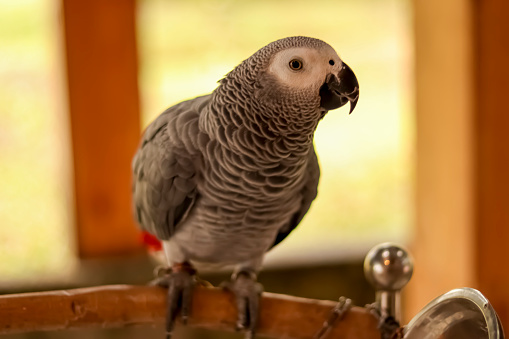 The grey parrot (Psittacus erithacus), also known as the Congo grey parrot, Congo African grey parrot or African grey parrot, is an Old World parrot in the family Psittacidae. The Timneh parrot (Psittacus timneh) once was identified as a subspecies of the grey parrot, but has since been elevated to a full species.