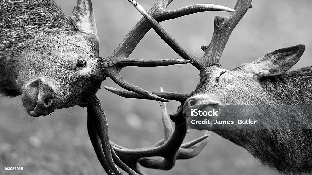 Red Deer (Cervus elaphus) Joute à la lance - Photo de Se battre libre de droits