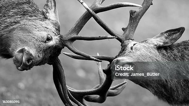 Red Deer Turniej Rycerski - zdjęcia stockowe i więcej obrazów Walczyć - Walczyć, Jeleń, Zwierzę