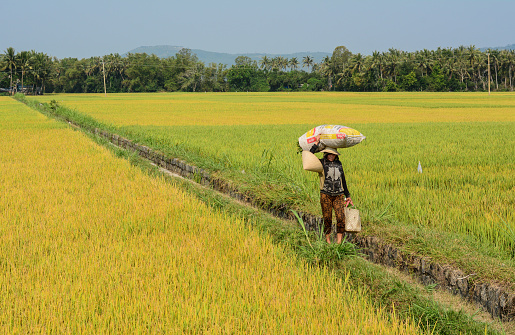 Mekong Delta, Vietnam - Mar 23, 2016. A woman walking on rice field in Mekong Delta, Vietnam. 2.6 million ha in the Mekong Delta are used for agriculture.
