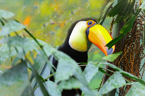Colorful Toucan tropical bird-Stock image.
