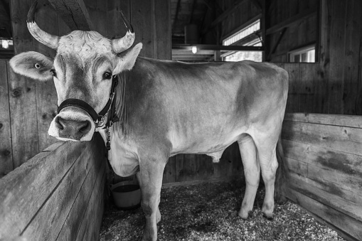 A black and white photograph of a cow standing near a rustic wooden barn