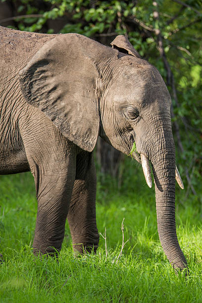 istock Elephant in Africa on Safari, Zambia 163087512